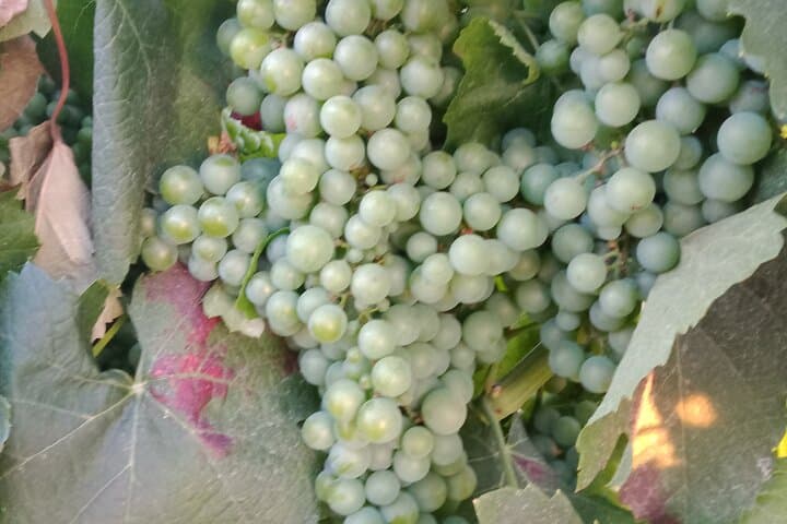 Private Wine Tasting in France's Oldest Wine Region