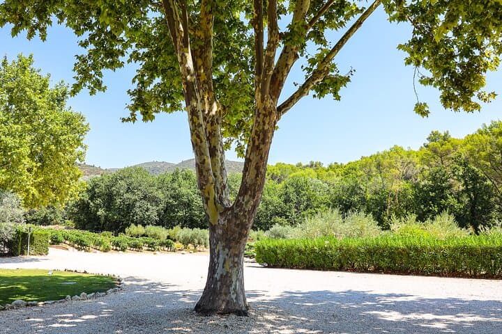 Two intensive days discovering the wine region of Provence, renowned for the excellence of their rosé wines, but also exceptional red & white wines from Cassis on the coast, Mt St Victoire, Cote d'Aix