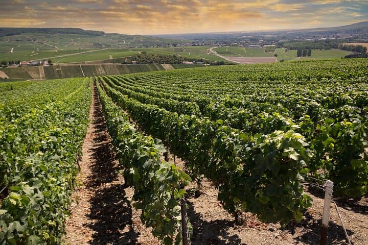 endless vines to walk through