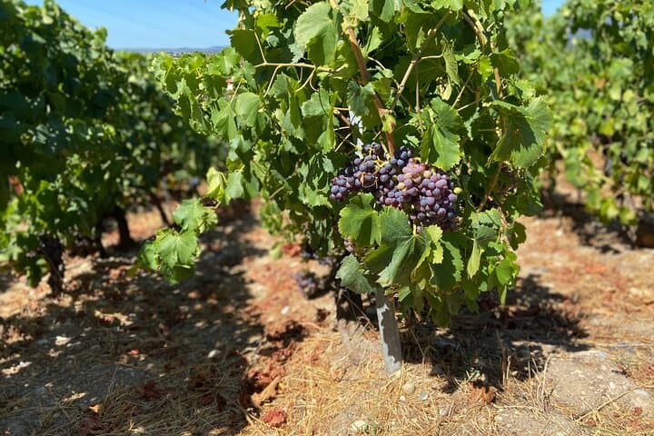 Small Group Guided E-bike Tour in Nice's Organic Vineyard