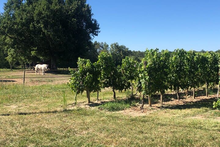 Vineyards