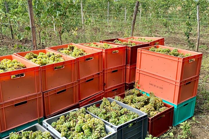 We're a working vineyard. Our white wines are made from Chenin blanc.