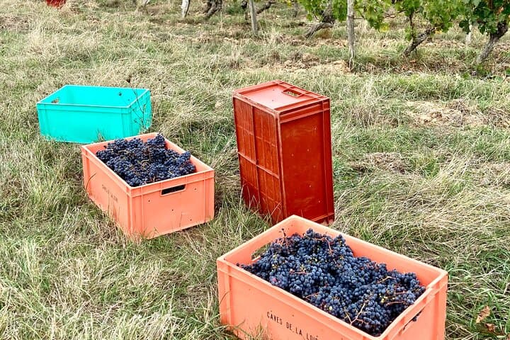 We produce organically. We hand pick. Protecting our eco-system is a major priority for us.