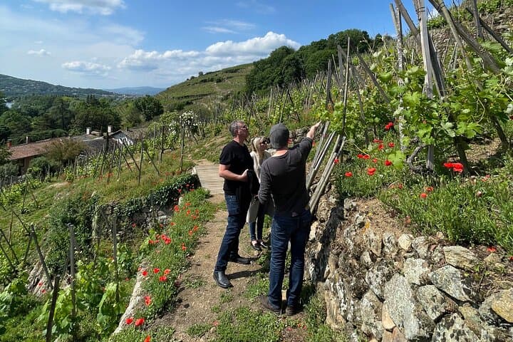 The steep slopes of Côte-Rôtie
