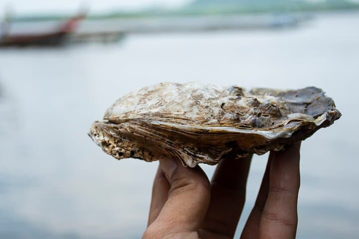 Gujan-Mestras and oysters