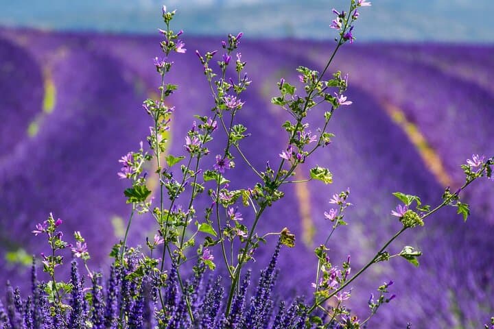 Gorges du Verdon and Lavender Fields Full Day Tour from Nice