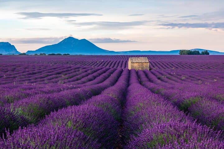 Gorges du Verdon and Lavender Fields Full Day Tour from Nice