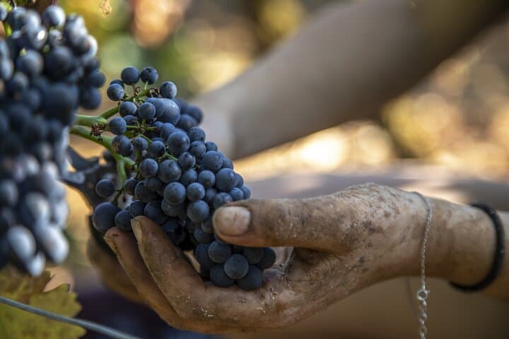 Private wine tour in Côte de Nuits and Côte de Beaune
