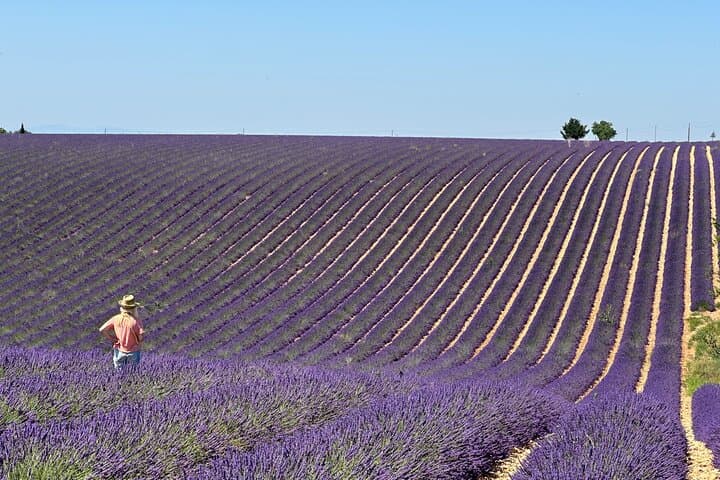 Private fullday Provence Lavender Fields