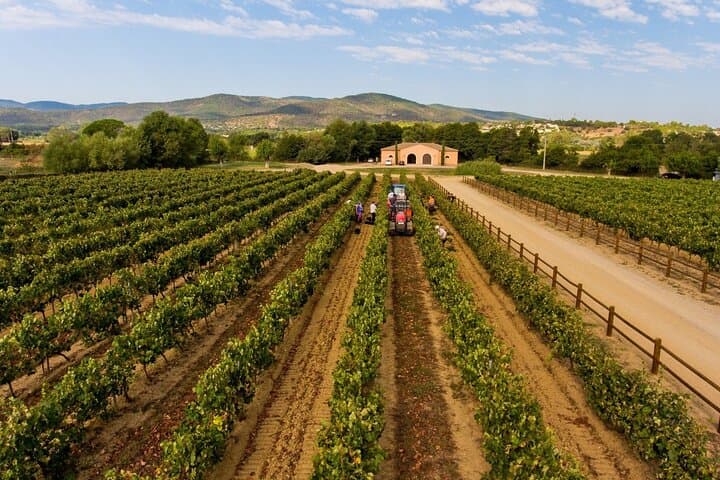 Estate vines