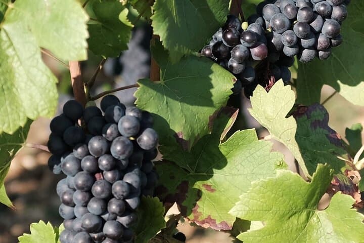 Pinot Noir !