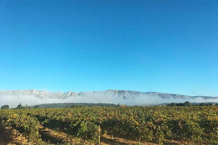 Boutique Sainte-Victoire Wine Tour with Gourmet Picnic & Pétanque