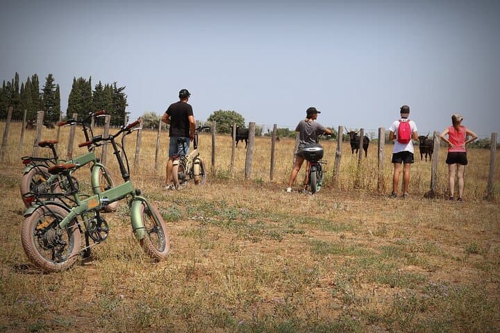 Aigues Mortes: Electric bike safari - Ebike in Camargue