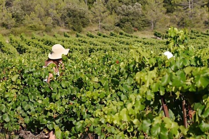 Visit to the Faugères Vineyards with Picnic from Béziers
