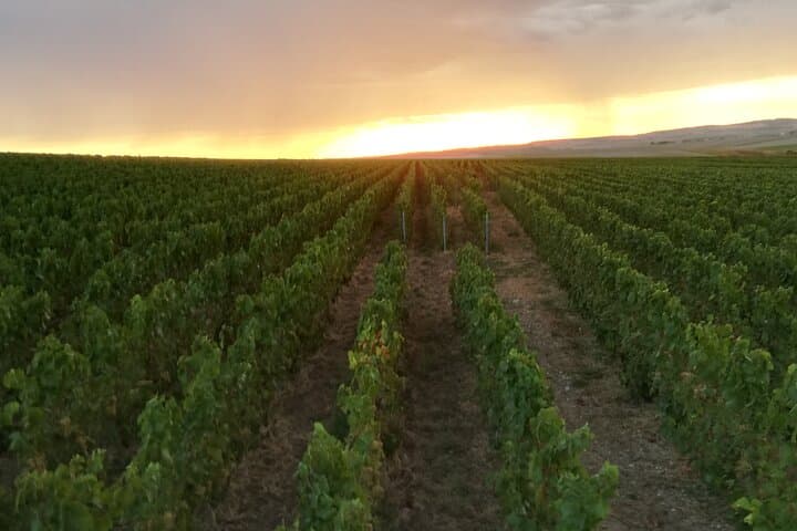 vineyard in the early morning