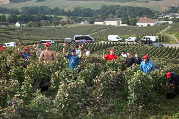 Full day of 8 hours harvest in Epernay