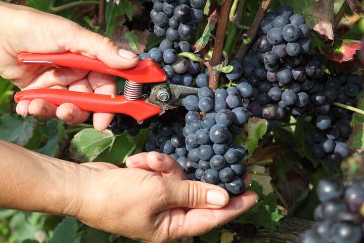 Full day of 8 hours harvest in Epernay
