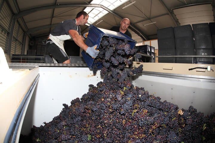 Full day of 8 hours harvest in Epernay