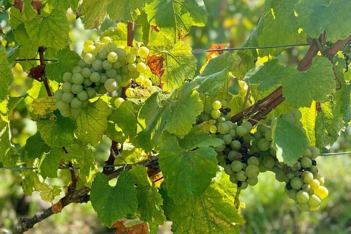Loire Wine Day from Paris with Chambord Castle & 6 Tastings