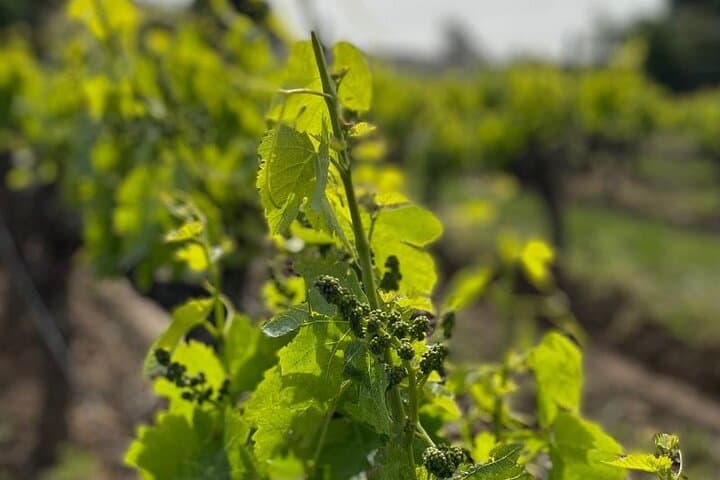 vineyards gulf of saint tropez