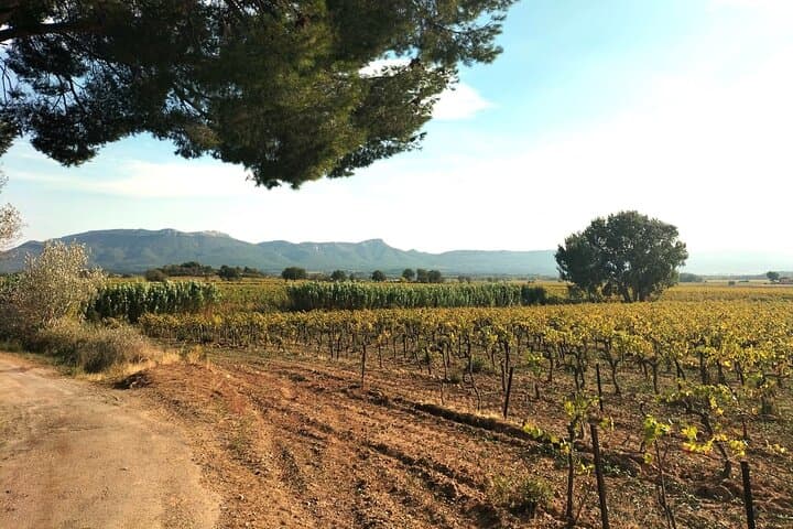 Boutique Sainte-Victoire Wine Tour with Gourmet Picnic & Pétanque