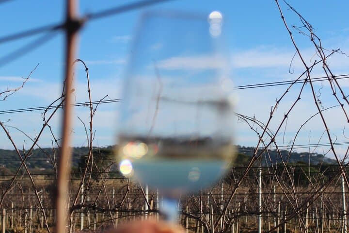wine tour saint tropez