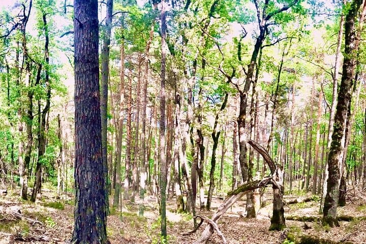 Tour with the Mountain Train, Trek to Mystic Forest and Castle