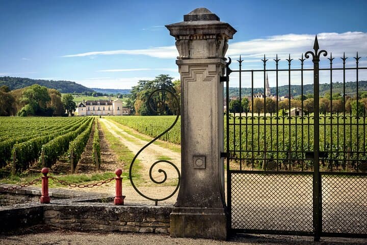 Vineyard in Burgundy