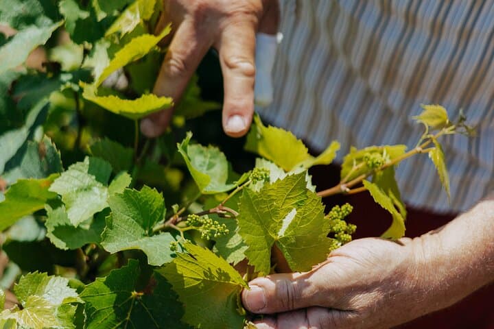 Grapes
