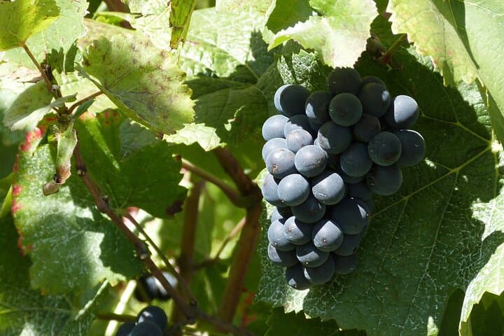 Beaune & Burgundy Vineyards Private Day Trip from Lyon