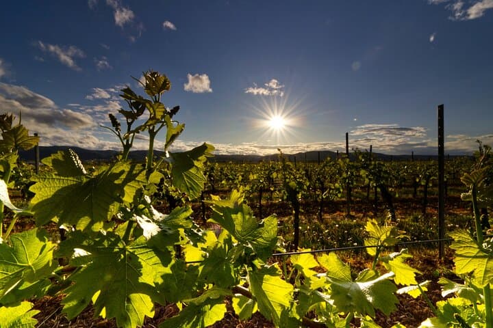 Private Luxury Wine Tour in Saint-Tropez and Provence