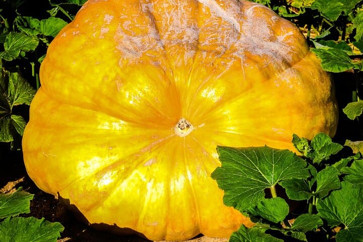 The amazing Giant Pumpkin of the Garden Extraordinary