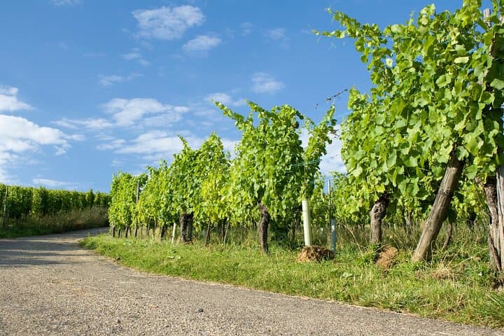 Questions and challenges about Alsace traditions and history