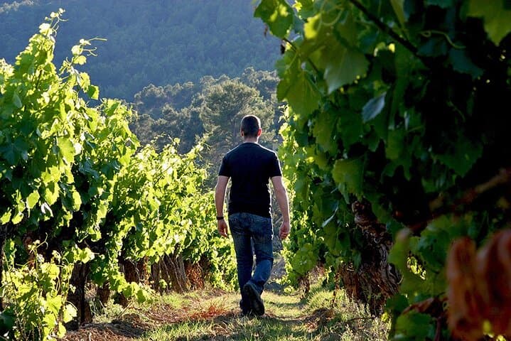 The wines of Provence.... a must to discover !