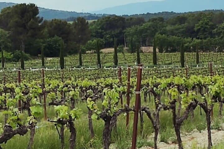 Discover Wine, Gastronomy and Art at Château Lacoste