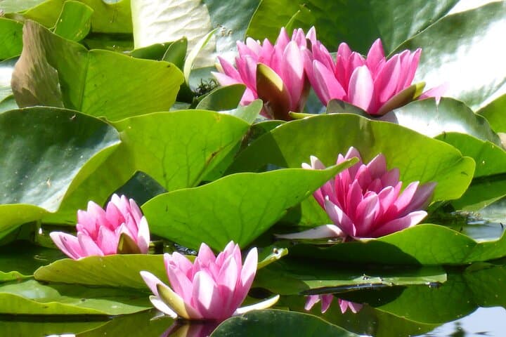Water lilies