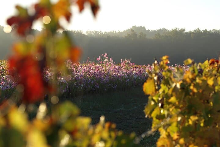 Tasting tour: Château Couhins