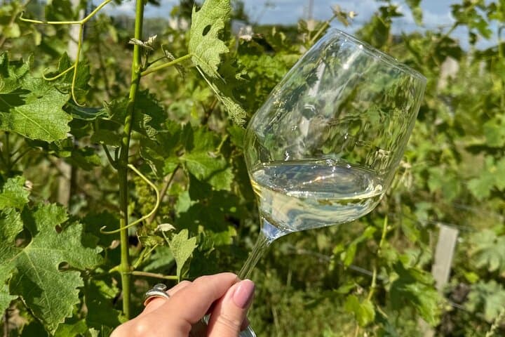 Tasting tour: Château Couhins