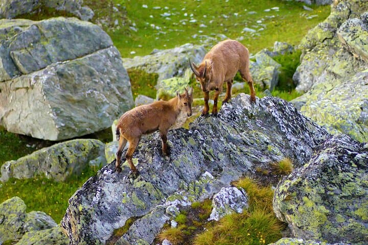 Guided Trekking in Vanoise National Park