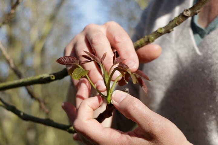 Private immersion visit to the Walnut grove with tasting