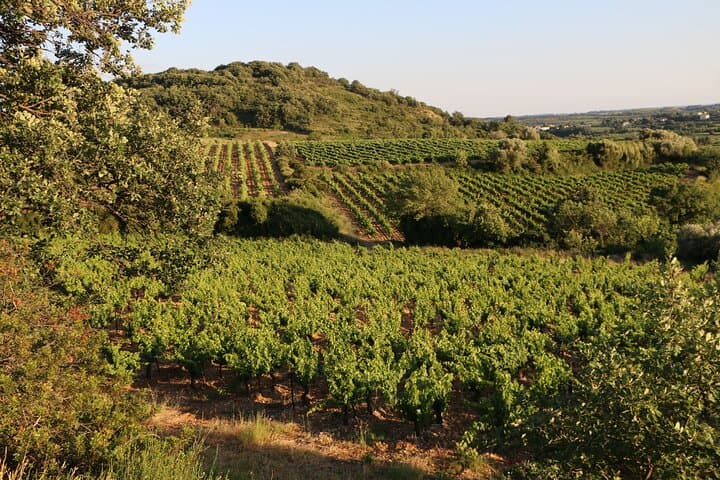 Wine landscape at Mas Farchat