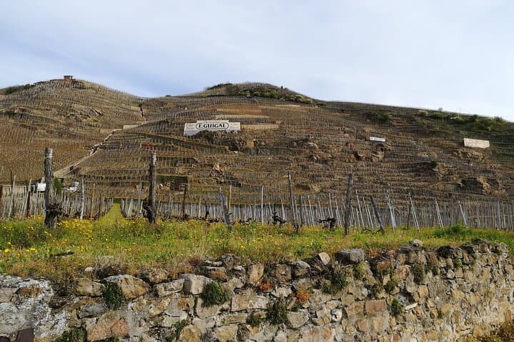 Vineyard