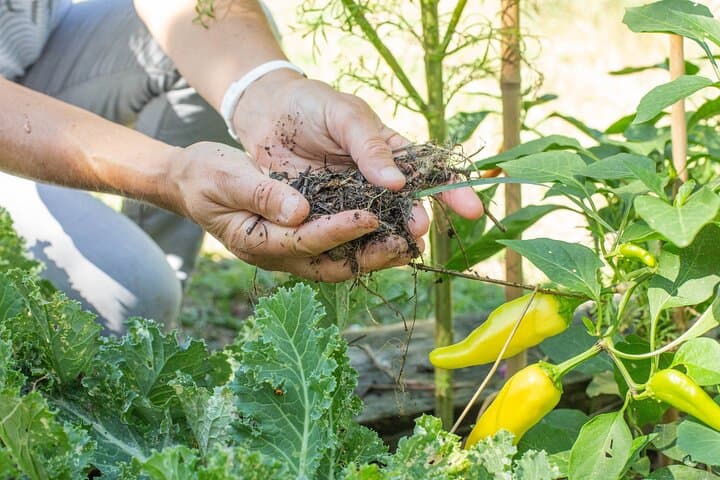 Award winning "From Farm to Table, A Culinary Day in Lyon"
