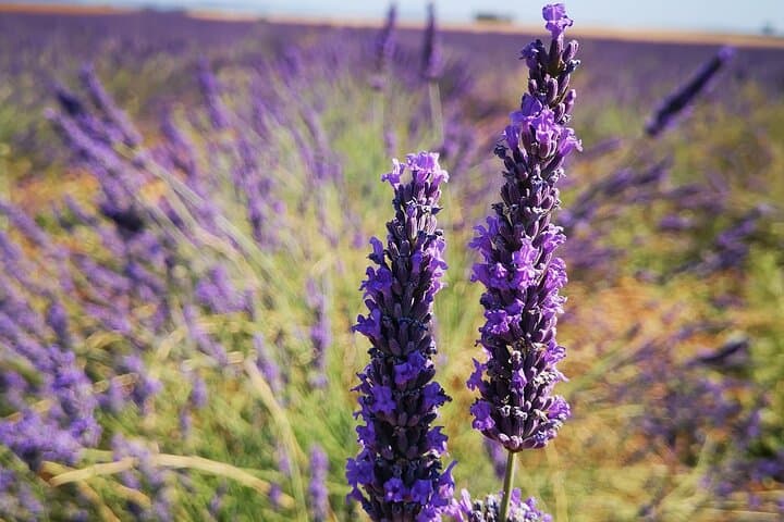 Private Tour Verdon Gorges and Lavender Fields in Valensole