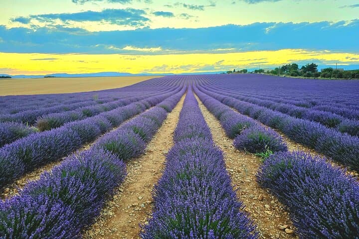 Private Tour Verdon Gorges and Lavender Fields in Valensole