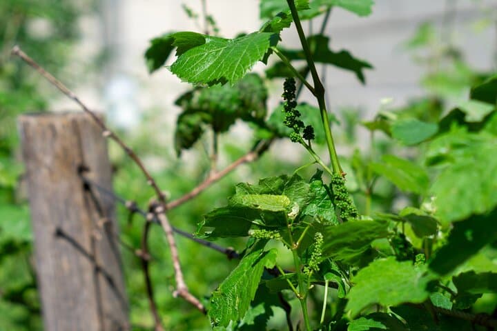 Vines in St-Germain