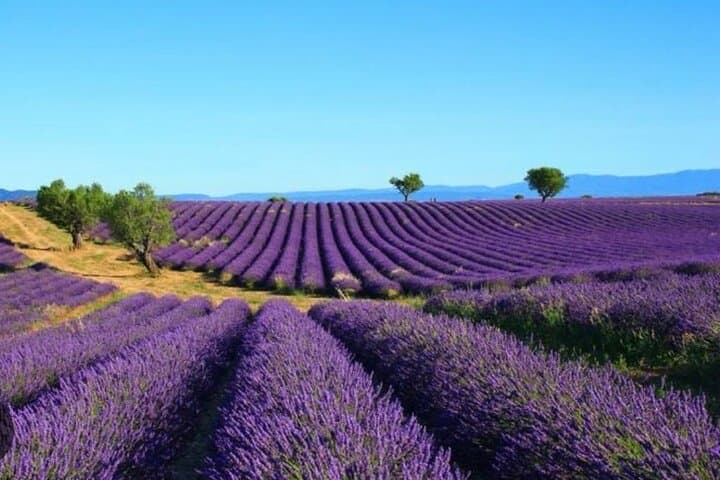 Fields of lavender