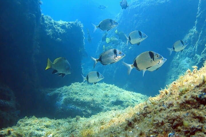 Diving in the Calanque Saint-Barthélemy