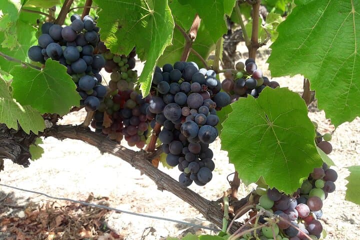Gamay