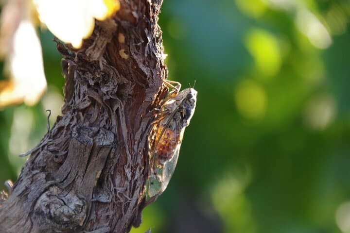 Solex tour and tasting at Domaine les Aphillanthes